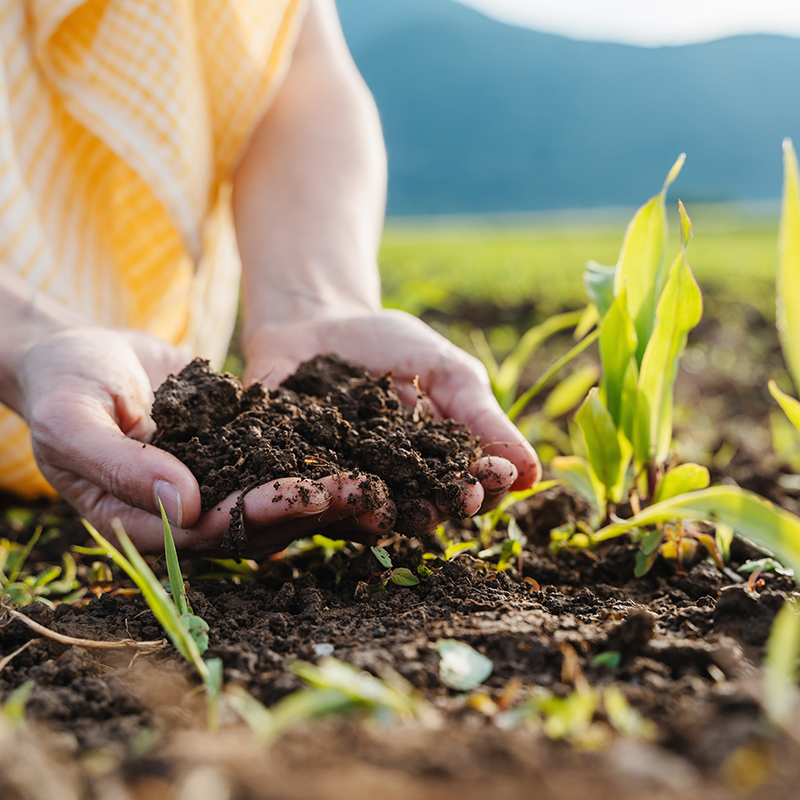 Engrais organique
